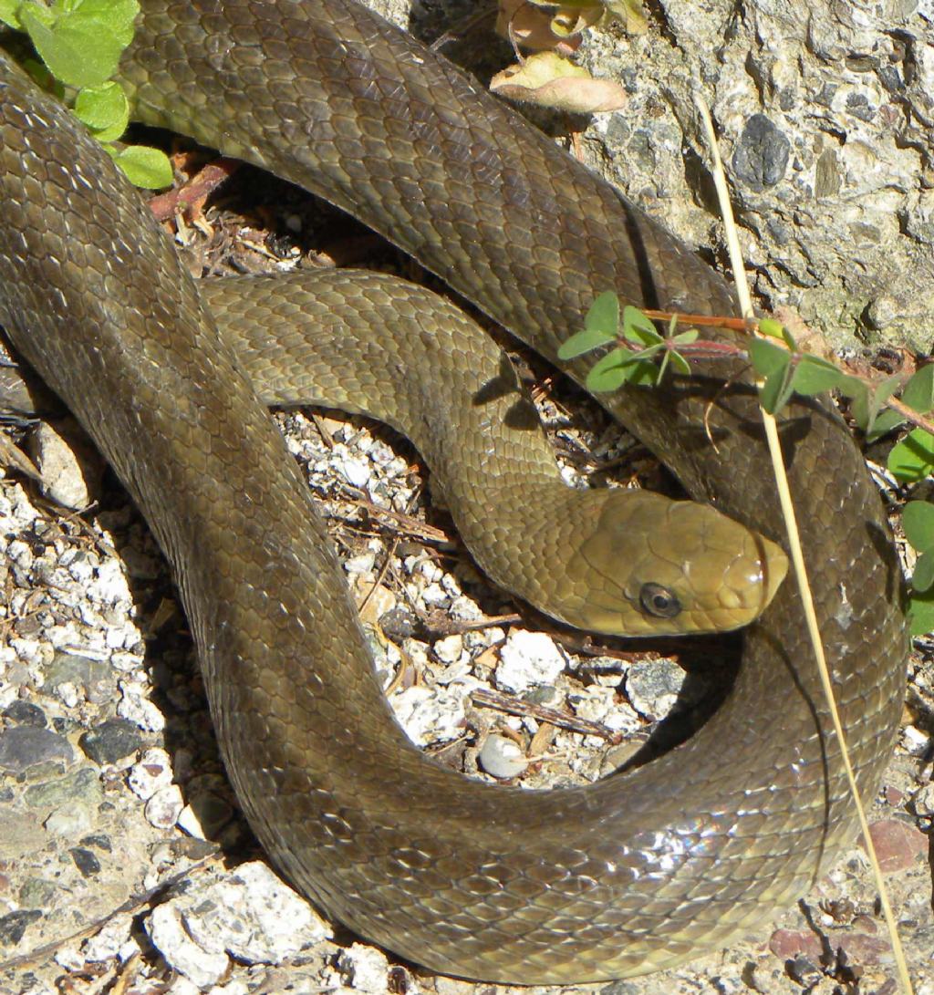determinazione serpente